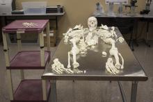 CJE 4638L Forensic Death Investigation Lab 2017