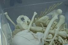 CJE 4638L Forensic Death Investigation Lab 2017