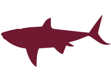 shark icon